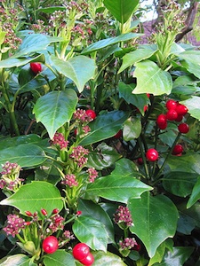 Aucuba japonica 'Rozannie' en fleurs
