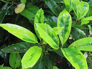 Aucuba japonica 'Sulphurea marginata'