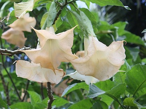 Brugmansia arborea