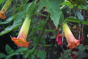 Brugmansia sanguinea