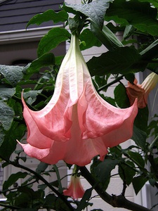 Brugmansia suaveolens