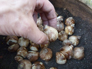 Plantation de bulbes bien serr&eacute;s