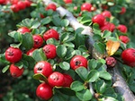 Cotoneaster