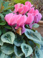 Cyclamen metis&reg; saumon d&eacute;cora