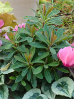 Euphorbe Efanthia