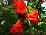 Grenadier