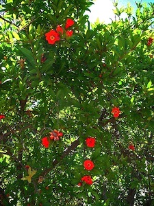 Grenadier - fleurs