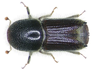 Ips typographus