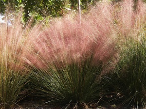 Muhlenbergia capillaris