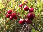 Pernettya