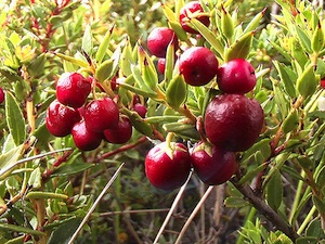 Pernettya