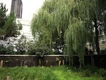 Un plan biodiversit� adopt� par la Ville de Paris