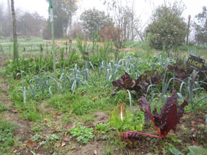 que planter hiver au potager