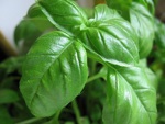 Aromatiques : les incontournables