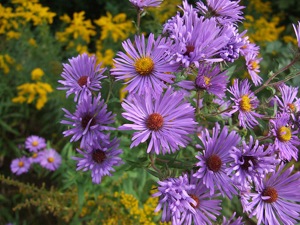 Aster