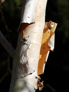 Betula utilis
