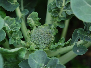 Brocoli