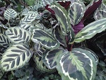 Calathea