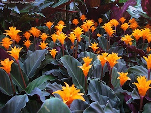 Calathea crocata