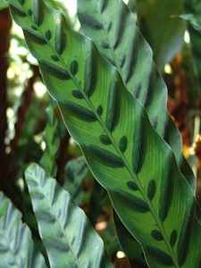 Calathea lancifolia