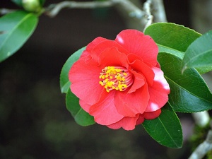 Fleur de cam&eacute;lia