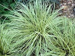 Carex oshimensis 'Evergold'