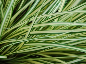 Carex oshimensis 'Evergold' - Feuilles