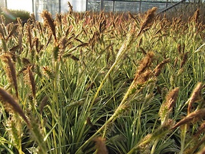 Carex oshimensis 'Evergold' - Floraison