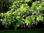 Catalpa