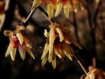Chimonanthe odorant
