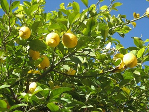 Citronnier
