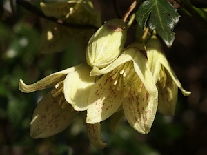 Clematis cirrhosa
