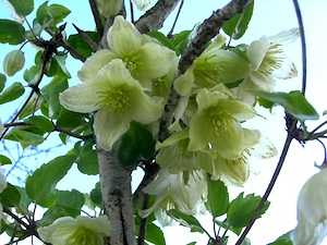 Clematis cirrhosa