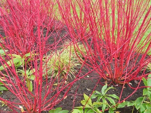 Cornouillers � �corce d�corative - cornus