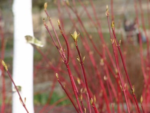 De la couleur au jardin en hiver