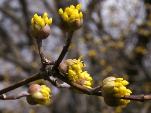 Cornus mas