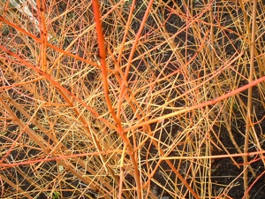 Cornus sanguinea