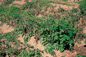 Dégâts des nématodes sur un champ de patates