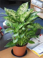 Dieffenbachia