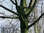 A Mondes Ouverts, portraits d'arbres