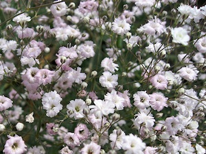 Gypsophila repens 'Baby's Breath'