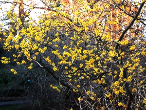 Hamamelis en fleurs