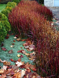 Imperata cylindrica 'Red Baron' - automne