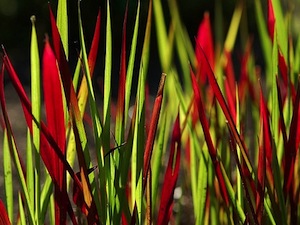 Imperata cylindrica 'Red Baron' - printemps
