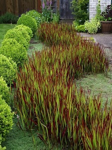 Imperata cylindrica 'Red Baron' - printemps
