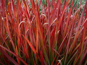Imperata cylindrica 'Red Baron'