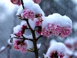 Un jardin fleuri en hiver