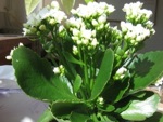 Faire refleurir le kalancho�