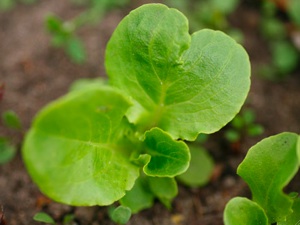 Laitue - jeune plant
