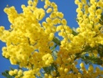 Mimosa